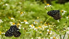 音乐短片 - 大眼睛