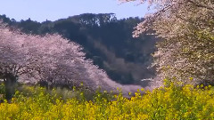 华语群星,风景,音乐短片 - 暧昧