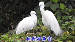 原创 - 相见在明天