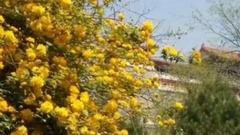 音乐短片 - 宝鸡金台观