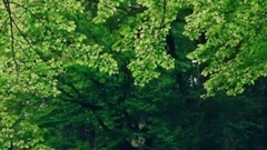 风景,音乐短片,轻音乐 - 感受自然的魅力