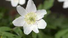 音乐短片 - Happy Easter 2017