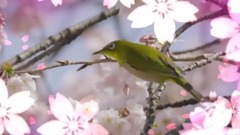 音乐短片 - Romance d'Amour