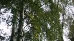 欧美群星 - 白桦林 俄罗斯民歌 马特维也涅科