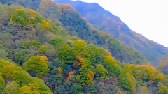 群星 - 家乡有座光雾山
