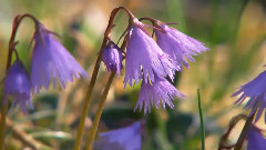 音乐短片 - 蓝莲花