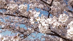 音乐短片 - GIOVANNI MARRADI