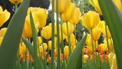 音乐短片 - 郁金香