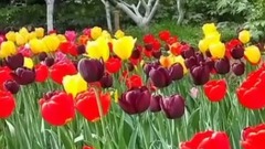 音乐短片 - 音乐短片