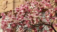 New - University Of Washington Cherry Blossom