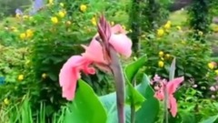 风景,音乐短片,轻音乐,乐动城市 - 百花争妍- 聆听大自然之声