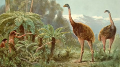 音乐短片 - Best Eagle Attacks