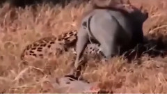 音乐短片 - A Maioria Dos Ataques De Javalis Selvagens