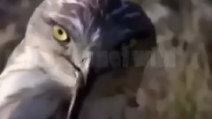 音乐短片 - Eagle vs Lizard vs King Cobra vs Leopard