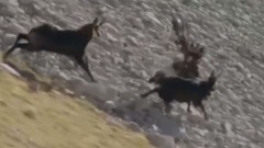 音乐短片 - Amazing!!  On Human And Animal