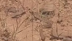 音乐短片 - Th t kinh hoàng ! R n c t n c ng chim i bàng non , cái k t r t áng cho vua b u tr i