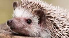 音乐短片 - 7 loài s n m i n th t r n c nh ... n k o