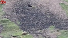 音乐短片 - 7 Serangan Burung Elang Terbesar di Dunia Elang vs Beruang vs Rubah vs Manusia