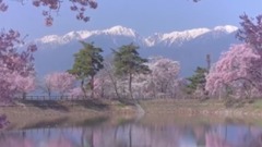 风景,音乐短片,轻音乐,乐动城市 - 日本长野县六道堤樱花
