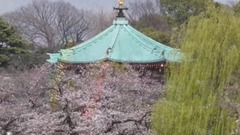 风景,音乐短片,轻音乐,乐动城市 - 日本东京上野公园樱花