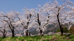 风景,音乐短片,轻音乐,乐动城市 - 日本冶田公园吉野樱花