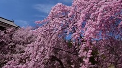风景,音乐短片,轻音乐,乐动城市 - 日本长野县上田城樱花