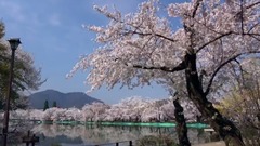 风景,音乐短片,轻音乐,乐动城市 - 日本长野县卧龙公园盛开的樱花