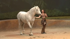 群星,音悦V现场 - 舞台秀《Cavalia·舞马》