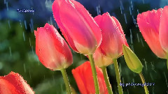 New - Tulipani