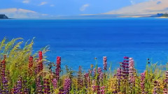 音乐短片 - 水边的阿狄尼娜