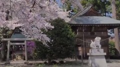 风景,音乐短片,乐动城市 - 日本秋留野市八王子市桧原村樱花
