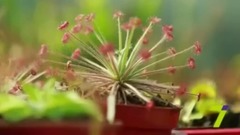 音乐短片 - International Shipping Catalogue of plants availab