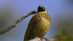 音乐短片 - 森林赞歌