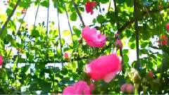 风景,音乐短片,轻音乐 - 星语心愿