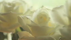 音乐短片 - White. The Color Of Time