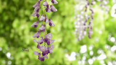 音乐短片 - 摇曳红尘