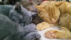 音乐短片 - Выставка котиков в Сокольниках