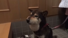 日本娱乐 - 柴犬被蜜蜂蜇了鼻子后。。。