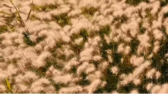 音乐短片 - For Your Love Only