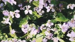 音乐短片 - 春日时光