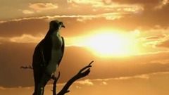 音乐短片 - 月光下的母爱