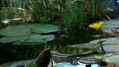 音乐短片 - Lotus On The Water Surface