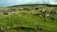 音乐短片,Gheorghe Zamfir - The Lonely Shepherd