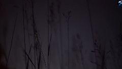 New - Firefly