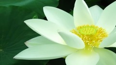 音乐短片 - 赞莲自在菩提心