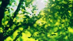 音乐短片 - 梦里的故事