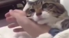 音乐短片,萌宠 - 猫咪粘人的时候很要命 抱住手臂不放