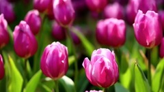 音乐短片 - 花开郁金香