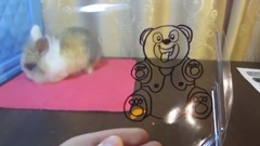 音乐短片 - КРОЛИК БАФФИ И ЗНАЧКИ ДЛЯ ЖЕЛЕЙНОГО МЕДВЕДЯ ВАЛЕРЫ! НЕОБЫЧНАЯ ПОСЫЛКА ДЛЯ ЖЕЛЕЙНОГО МЕДВЕДЯ ВАЛЕРЫ