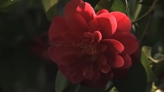 华语群星,风景,音乐短片,轻音乐,乐动城市 - 争奇斗艳 花花世界